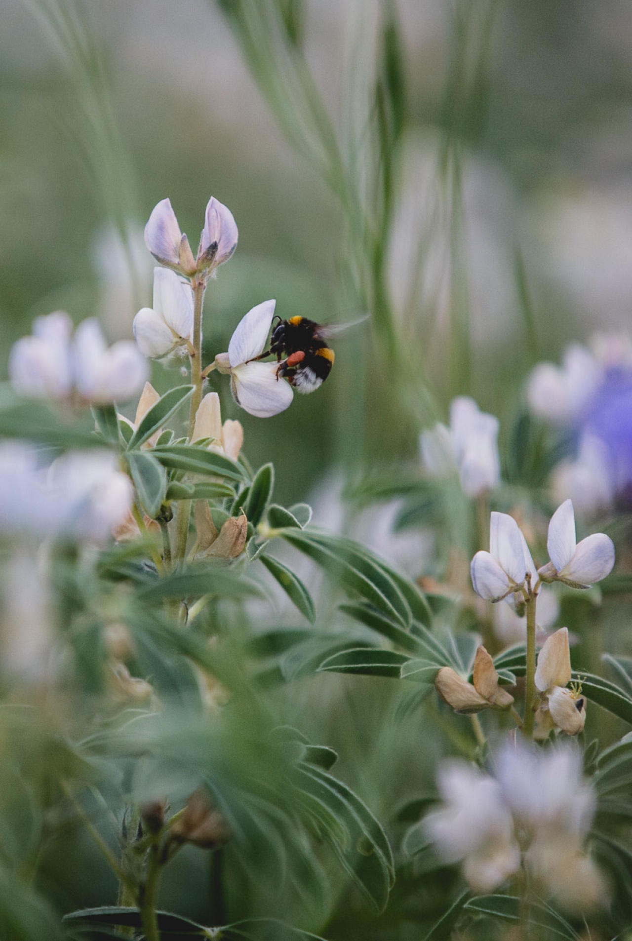 abeille sur une fleur de lupin